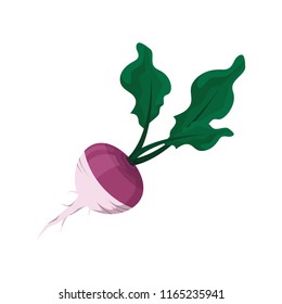 Illustration of a radish