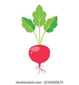 Illustration of Radish sprout with the root
