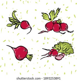 Illustration radish in vector isolated on white background. Hand drawn illustration in modern sketch style for food packing design