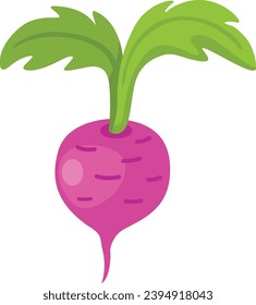 illustration of radish white on background vector