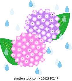 Illustration of rain and multiple hydrangeas and leaves