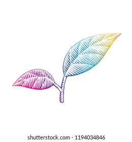 Illustration of Rainbow Colored Vectorized Ink Sketch of Leaves isolated on a White Background