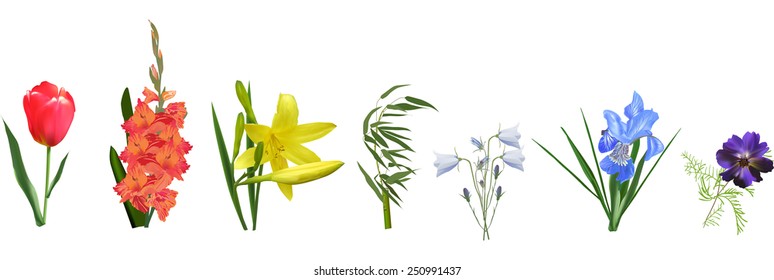illustration with rainbow colors flowers isolated on white background