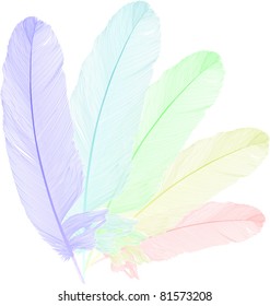 illustration with rainbow feathers isolated on white background