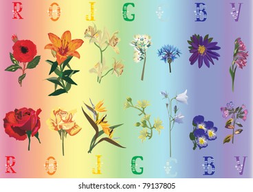 illustration with rainbow flowers collection