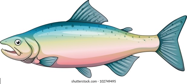 Illustration of a rainbow trout