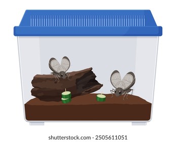 Illustration of raising bell crickets in a case