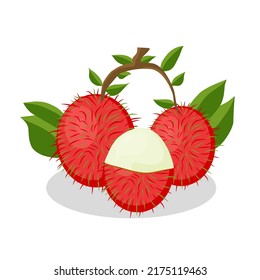 Illustration of rambutan fruit. Rambutan fruit icon. Fruits