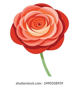 Ilustración de la flor del ranúnculo Aislado