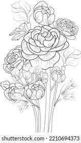 illustration of ranunculus, rose, hand drawn pencil sketch bouquet flower branch of leaf bud, botanical collocation coloring page for adult isolated on white background.