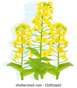Illustration of rapaseed flowers with on white background. EPS10.