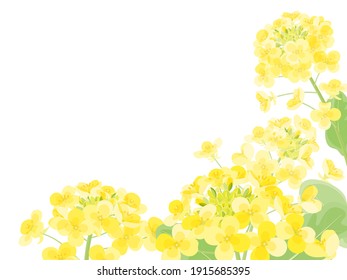 Illustration of rape blossoms blooming in spring