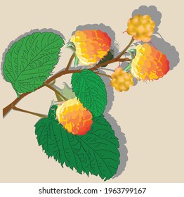 Illustration mit Himbeerzweig auf hellem Hintergrund