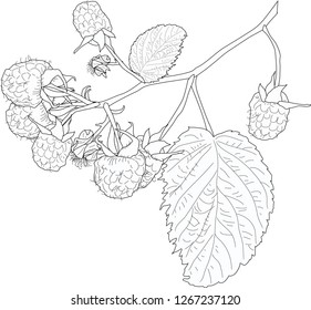 ilustración con contorno de bifurcación de frambuesa aislado en el fondo blanco