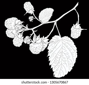 illustration with raspberry branch sketch isolated on black backround