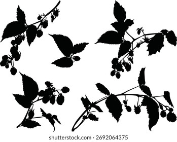 illustration with raspberry branches sketch isolated on white backround