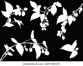 ilustração com ramificações de framboesa esboço isolado no fundo preto