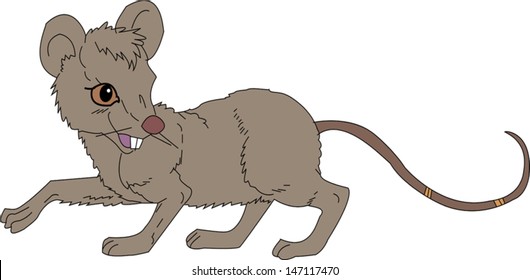 illustration of rat