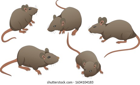 
Illustration of Rat side vector