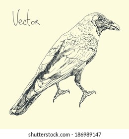 Illustration with raven in vector.
