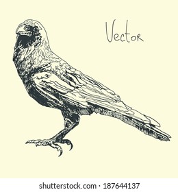 Illustration with raven in vector.