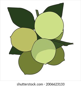 the illustration of raw lemon