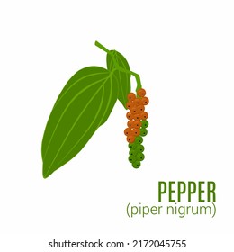 illustration of raw pepper on a tree. Isolated on white background