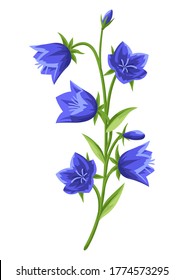 Illustration of realistic bells. Beautiful summer flower.