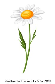 Illustration of realistic chamomile. Beautiful summer flower.
