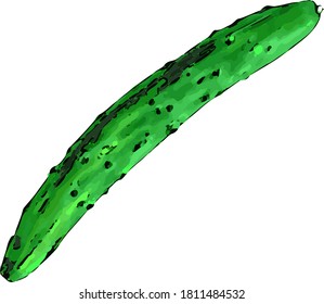 Illustration of realistic cucumber in watercolor style art