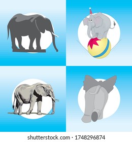 
Illustration of realistic elephant animals arranged in isolation