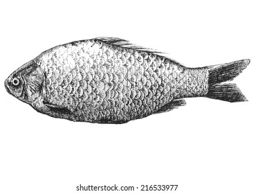 illustration with realistic fish (Carassius)