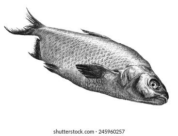 illustration with realistic fish. hand drawn.