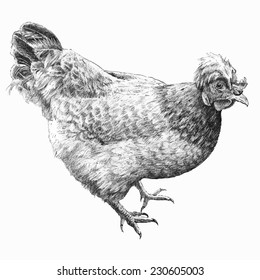 illustration with realistic hen (hand draw)