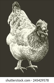 illustration with realistic hen. hand draw