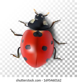 Illustration realistic ladybugs on transparent background