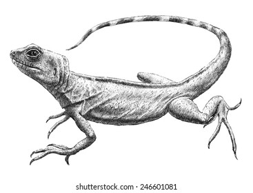 illustration with realistic lizard. Hand drawn.