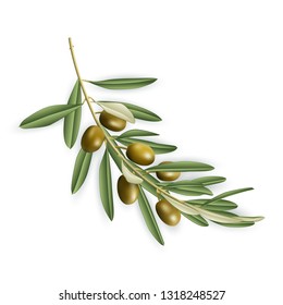 Illustration of realistic olive tree branch isolated
