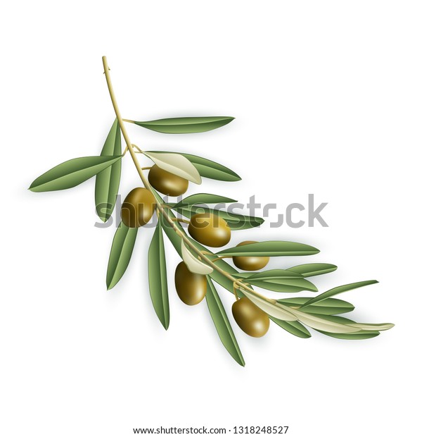 Illustration Realistic Olive Tree Branch Isolated Stock Vector (Royalty
