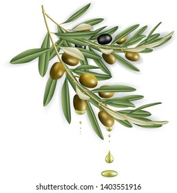 Illustration of realistic olive tree branches with olive oil drops isolated
