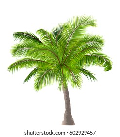 Illustration Realistic Palm Tree Isolated on White Background - Vector