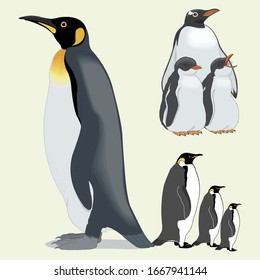 
Illustration of realistic penguin bird arranged isolated