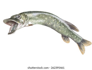 Illustration with  realistic pike. Watercolor. Hand drawn.