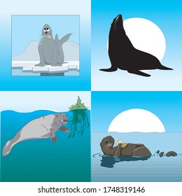
Illustration of realistic seal animals arranged isolated