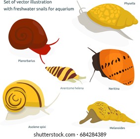 Illustration of realistic snail. Vector isolated on white background.