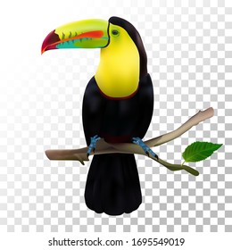 Illustration realistic toucan on transparent background