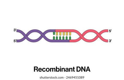 Ilustración de ADN recombinante sobre fondo blanco que demuestra técnicas de ingeniería genética para la biotecnología.