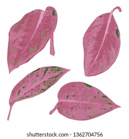 Illustration of red algaonema leaf, flat watercolor style. Set of hand drawn red tropical leaves element, isolated white background. Exotic tropic houseplant.