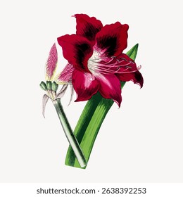 Illustration of a red amaryllis flower with green leaves. The amaryllis flower is vibrant and detailed. Amaryllis blooms beautifully in this botanical art. Vintage flower illustration vector.
