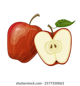 Illustration of red apple, whole and half, vector illustration isolated on white background, eps10